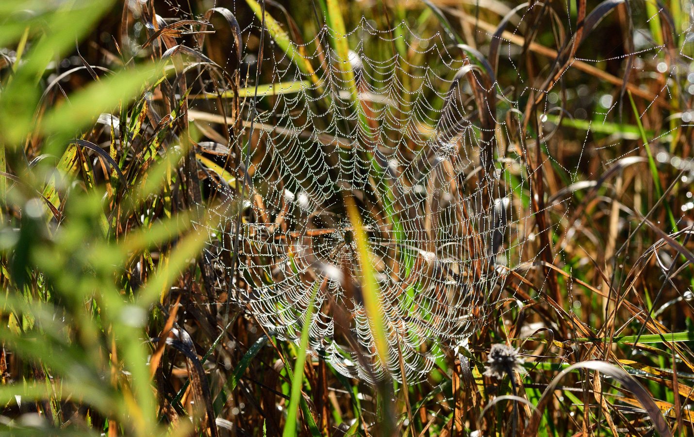 Argiope trifasciata [200 mm, 1/1600 Sek. bei f / 8.0, ISO 800]